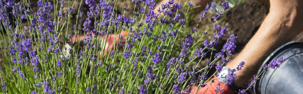 What You Need to Know About Lavender Plant 